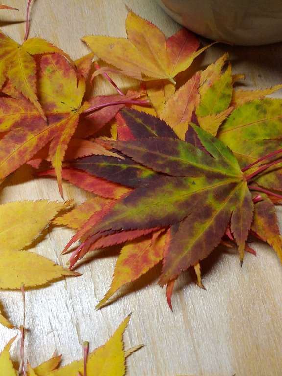 Podzimní lucerna